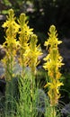 Asphodeline lutea blooms in the botanical garden Royalty Free Stock Photo