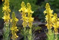 Asphodeline lutea blooms in the botanical garden Royalty Free Stock Photo