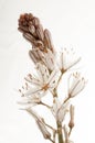 Asphodelus albus, white asphode Royalty Free Stock Photo