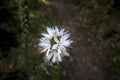 Asphodelus in bloom in spring with dark background in Valle del Ambroz