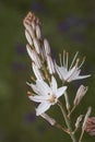 Asphodelus ramosus branched asphodel plant with tall rods filled with beautiful white flowers with reddish veins and orange