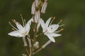 Asphodelus ramosus branched asphodel plant with tall rods filled with beautiful white flowers with reddish veins and orange