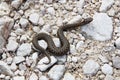 Aspic Viper (vipera aspis) along an hiking trail