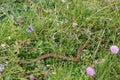 Aspic Viper vipera aspis hidden in the meadow Royalty Free Stock Photo
