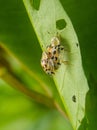 Aspidimorpha miliaris with mating patner on green leaf background