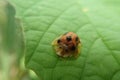 Closeup species of beetles Aspidimorpha miliaris perched on green leaves