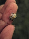 Aspidimorpha miliaris is a widespread species of Asian beetle in the family Chrysomelidae. Ladybug on the finger. animals, insects Royalty Free Stock Photo