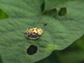 Aspidimorpha miliaris is a widespread species of Asian beetle in the family Chrysomelidae. Ladybug on the leaf. animals, insects, Royalty Free Stock Photo