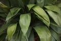 Aspidistra elatior foliage Royalty Free Stock Photo