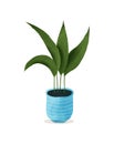 Aspidistra green plant in blue pot. Hand drawn style with watercolor texture.