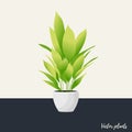 Aspidistra isolated. Vector Illustration