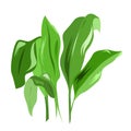 Aspidistra lily of the valley is a green houseplant.