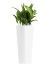 Aspidistra in triangular container Royalty Free Stock Photo