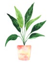 Aspidistra watercolor illustration