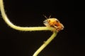 An Aspidomorpha miliaris beetle is looking for food.