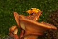 An Aspidomorpha miliaris beetle is looking for food on bushes.