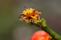 An Aspidomorpha miliaris beetle is looking for food.