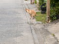 Aspin dog pooping on the sidewalk on the asphalt