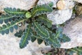 Asplenium ceterach fern Royalty Free Stock Photo