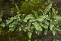 Asplenium ceterach on a wall Royalty Free Stock Photo