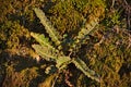 Asplenium ceterach