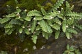 Asplenium ceterach on a wall Royalty Free Stock Photo