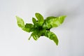 Asplenium crispy wave house plant in grey pot