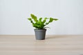 Asplenium crispy wave house plant in grey pot on wooden desk