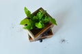 Asplenium crispy wave house plant in wooden box and soil