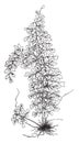 Asplenium Myriophyllum vintage illustration