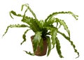 Asplenium nidus