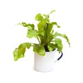 Asplenium nidus, bird nest fern Royalty Free Stock Photo