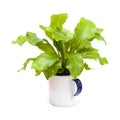 Asplenium nidus, bird nest fern Royalty Free Stock Photo