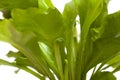 Asplenium nidus, bird nest fern Royalty Free Stock Photo