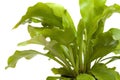 Asplenium nidus, bird nest fern Royalty Free Stock Photo