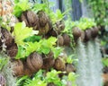 Asplenium nidus (bird nest fern) Royalty Free Stock Photo