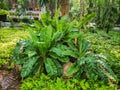 Asplenium Nidus or Bird`s nest fern in a garden.Nest fern green leave in nature background. Royalty Free Stock Photo