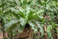 Asplenium Nidus or Bird`s nest fern in a garden.Nest fern green leave in nature background. Royalty Free Stock Photo