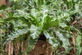 Asplenium Nidus or Bird`s nest fern in a garden.Nest fern green leave in nature background. Royalty Free Stock Photo