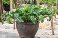 Asplenium Nidus or Bird`s nest fern in a garden.Nest fern green leave in nature background. Royalty Free Stock Photo