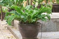 Asplenium Nidus or Bird`s nest fern on pot in a garden.Nest fern green leave in nature background. Royalty Free Stock Photo