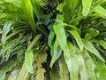 Asplenium nidus or bird`s nest fern plant, kadaka green leaves