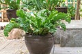 Asplenium Nidus or Bird`s nest fern on pot in a garden.Nest fern green leave in nature background. Royalty Free Stock Photo