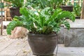 Asplenium Nidus or Bird`s nest fern on pot in a garden.Nest fern green leave in nature background. Royalty Free Stock Photo