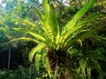 [Asplenium nidus] Bird`s nest fern on tree Royalty Free Stock Photo