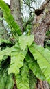 Asplenium nidus or bird's nest fern in natural background Royalty Free Stock Photo