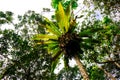 Asplenium nidus, or Bird's Nest Fern on a tree Royalty Free Stock Photo