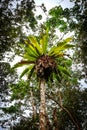 Asplenium nidus, or Bird's Nest Fern on a tree Royalty Free Stock Photo