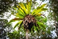 Asplenium nidus, or Bird's Nest Fern on a tree Royalty Free Stock Photo