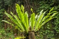 Asplenium nidus Epiphyte leaves close up. Soft focus green leaves of Fern Bird`s Nest in the tropical jungle, exterior outdoor Royalty Free Stock Photo